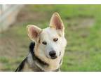 Adopt Corgi a German Shepherd Dog / Siberian Husky / Mixed dog in Scottsdale