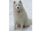 Samoyed Puppy for sale in North Richland Hills, TX, USA