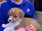 Pembroke Welsh Corgi Puppy for sale in Forest Hills, NY, USA
