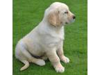 Golden Retriever Puppy for sale in Jersey City, NJ, USA