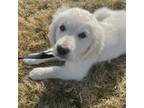 Golden Retriever Puppy for sale in Newburgh, NY, USA