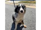 Australian Shepherd Puppy for sale in Columbus, GA, USA