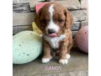 Cavapoo Puppy for sale in Price, UT, USA
