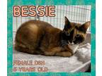 Adopt Bessie a Domestic Short Hair