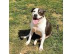 Adopt Izzy a American Staffordshire Terrier