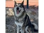 Adopt Lobo a Alaskan Malamute