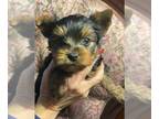 Yorkshire Terrier PUPPY FOR SALE ADN-507982 - Parti traditional yorkie