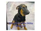 Adopt Rocco a German Shepherd Dog, Mixed Breed