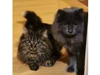 Adopt Blueberry and BlackBerry- brothers for dual adoption ONLY! a Manx