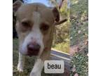 Adopt BEAU a American Staffordshire Terrier, Mixed Breed