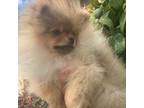 Pomeranian Puppy for sale in Brighton, CO, USA