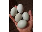 6 Easter Egger Blue Egg Layers Hatching Eggs NPIP/AI Clean