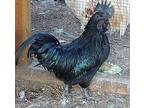 6 RARE BREED Ayem Cimani THE ALL BLACK Chicken Hatching Eggs