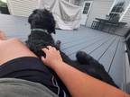 Adopt Luna a Black Doberman Pinscher / Poodle (Standard) / Mixed dog in