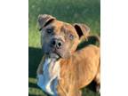 Adopt Pac-Man a Brindle American Staffordshire Terrier / Mixed dog in Shelby
