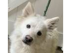 Adopt Frosty Dogg a White Eskimo Dog / Mixed dog in Mishawaka, IN (36632506)