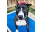 Adopt Murdock a Brindle - with White Bull Terrier / Mixed dog in San Francisco