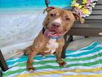 Adopt LUCA a Brown/Chocolate American Pit Bull Terrier / Mixed dog in Long