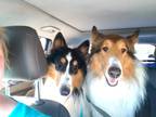 Adopt Buddy CHW collie a Brown/Chocolate - with White Collie / Mixed dog in