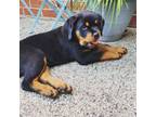 Rottweiler Puppy for sale in Sunnyvale, CA, USA