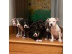 Beautiful Pitbull Puppies
