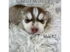 Red and White Male Husky Pup