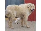 Anatolian Shepherd Puppy for sale in Elbert, CO, USA