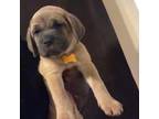 Cane Corso Puppy for sale in Terry, MS, USA