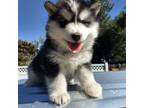Alaskan Malamutes for Sale in Los Angeles - Oodle - Dogs