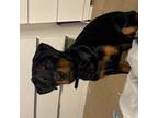 Rottweiler Puppy for sale in San Pablo, CA, USA