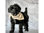 Labradoodle Puppy for sale in Raleigh, NC, USA