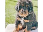 Tibetan Mastiff Puppy for sale in Colorado Springs, CO, USA