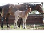Weanling Colts & filly