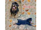 Adopt Bobo a Rottweiler