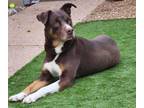Adopt SIMON* a Pit Bull Terrier, Labrador Retriever