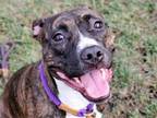 Adopt ANGEL a Pit Bull Terrier