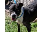 Adopt ASTER a American Staffordshire Terrier, Mixed Breed
