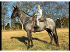 Registered Tennessee Walking Horse - Gaited, Loping, Gunfire, Roding dogs