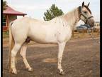 Available on [url removed] - Tennessee Walking Horse - Trail horse, Gaited