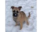 Adopt Doja a Wirehaired Terrier