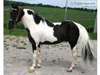 walking nessee horses available