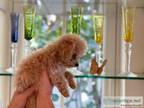 Beautiful Toy Poodle puppies txt () -