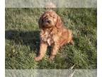 Goldendoodle (Miniature) PUPPY FOR SALE ADN-508498 - F1B Miniature Goldendoodle