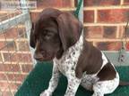AKC Registered GSP Ready Now