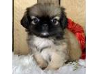 us at () xx Pekingese puppies for sale
