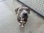 Adopt ISABEL a Pit Bull Terrier