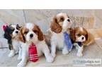 Cavalier king Charles Spaniel puppies