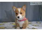 Nice Corgi pups needed place to by ready Now available to go Now