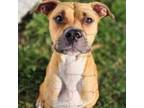 Adopt Phoebe a American Staffordshire Terrier, Mixed Breed