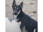Adopt Jax a German Shepherd Dog